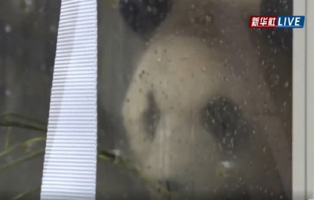 万众瞩目“顶流”归国！福宝顺利抵达成都