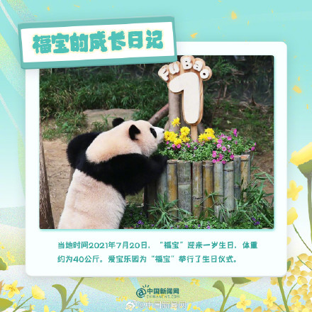 可可爱爱!福宝的成长日记 可可爱爱!福宝的成长日记
