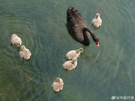 颐和园黑天鹅新添六萌娃