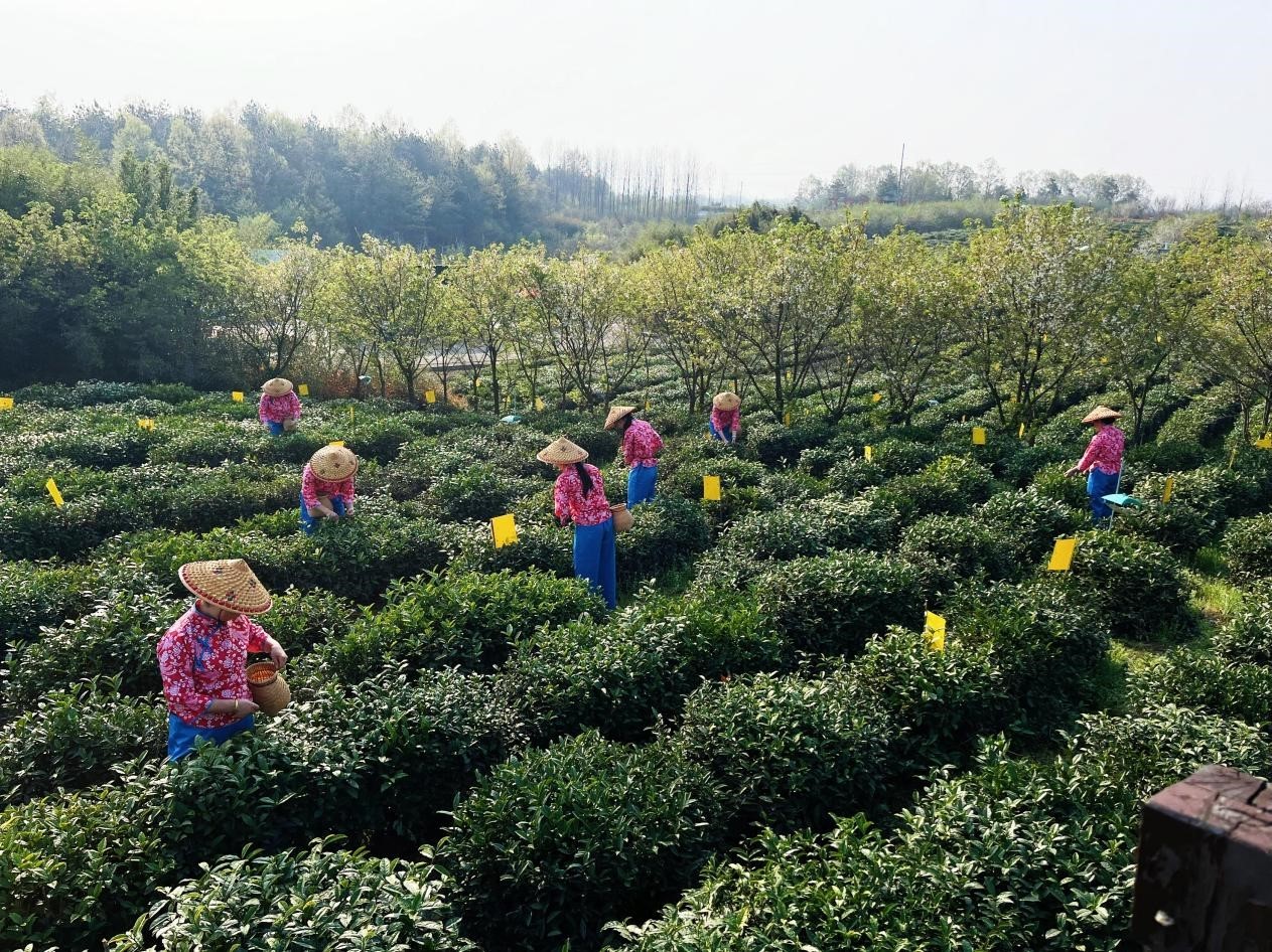 安徽六安:春光一片好 茶香飘四野 安徽六安:春光一片好 茶香飘四野