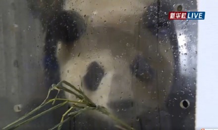 万众瞩目“顶流”归国！福宝顺利抵达成都