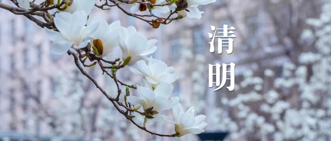 清明时节,春花秀色可“餐”,怡神又养身 清明时节,春花秀色可“餐”,怡神又养身