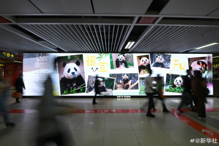 哇！是福宝专属广告牌！