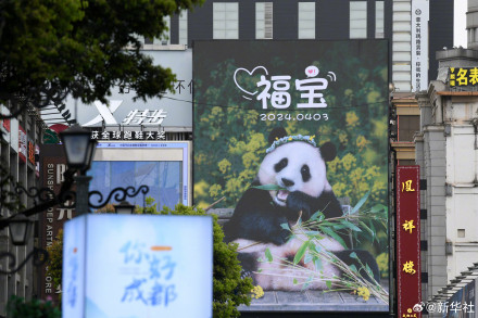 哇！是福宝专属广告牌！