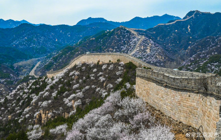 清明假期正值八达岭山花烂漫，乘开往春天的列车赏一路繁花