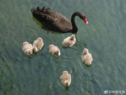 颐和园黑天鹅新添六萌娃