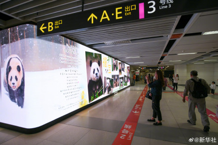 哇！是福宝专属广告牌！