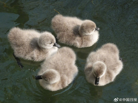 颐和园黑天鹅新添六萌娃