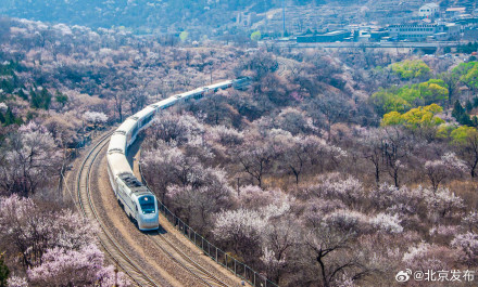 清明假期正值八达岭山花烂漫，乘开往春天的列车赏一路繁花