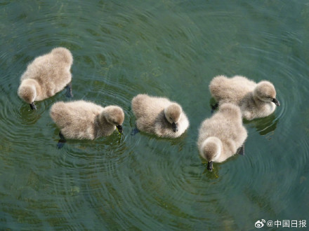 颐和园黑天鹅新添六萌娃