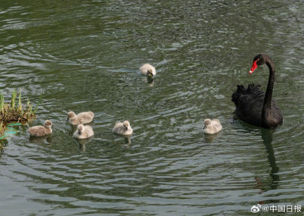 颐和园黑天鹅新添六萌娃
