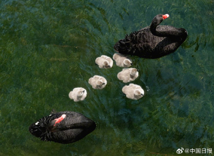 颐和园黑天鹅新添六萌娃