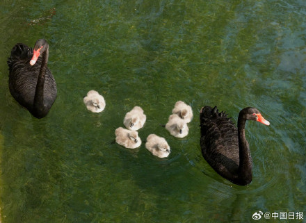 颐和园黑天鹅新添六萌娃