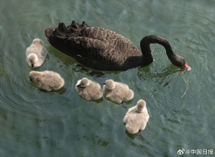 颐和园黑天鹅新添六萌娃