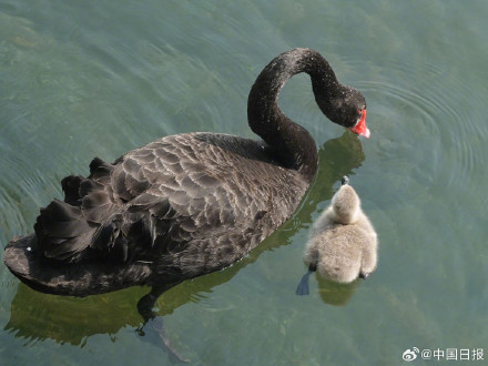 颐和园黑天鹅新添六萌娃