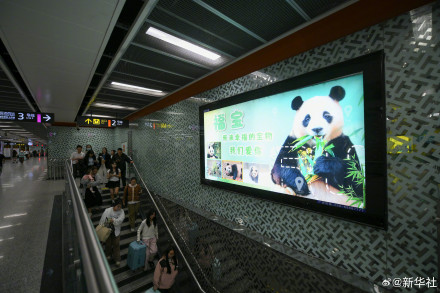 哇！是福宝专属广告牌！