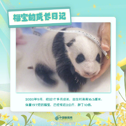 可可爱爱!福宝的成长日记 可可爱爱!福宝的成长日记