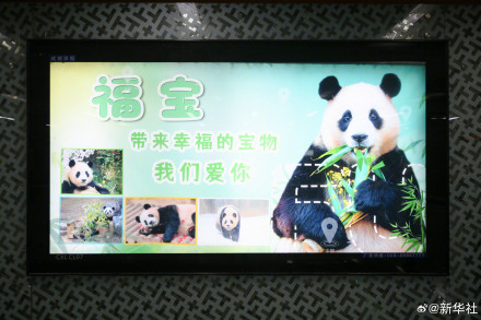 哇！是福宝专属广告牌！