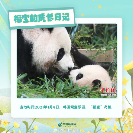 可可爱爱!福宝的成长日记 可可爱爱!福宝的成长日记