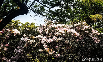 惊艳！梧桐山毛棉杜鹃花开出极致之美