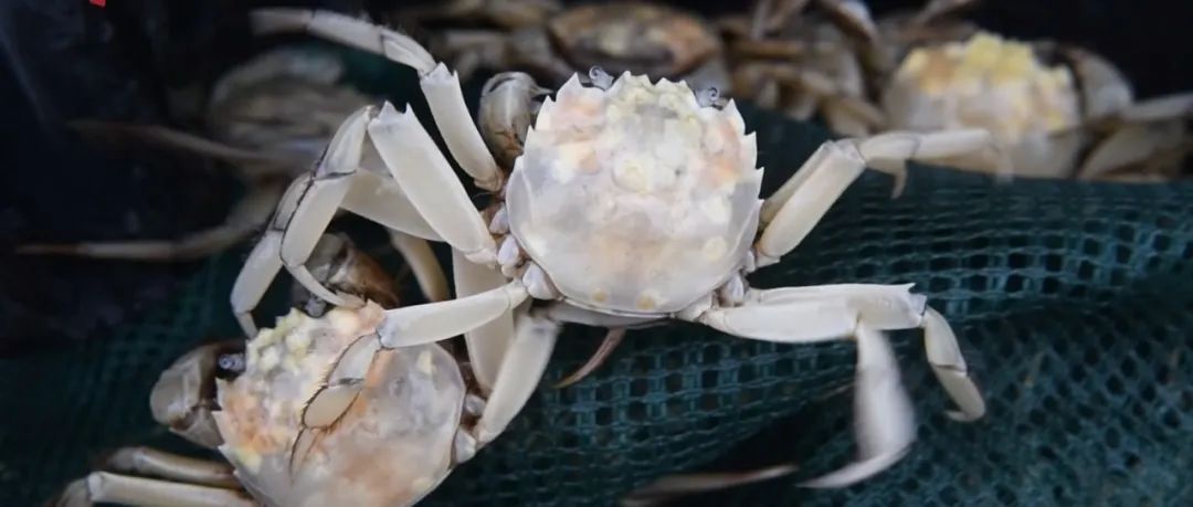 上海培育出白色大闸蟹,今秋就将上桌!蟹黄蟹膏透甲可见,蒸熟后壳也是白的 上海培育出白色大闸蟹,今秋就将上桌!蟹黄蟹膏透甲可见,蒸熟后壳也是白的