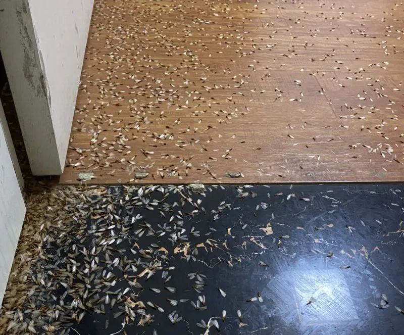 注意！长沙即将开始成群出现！应急措施：放一盆水……