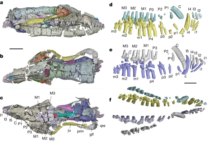 远古发现丨两只侏罗纪“小鼠”改写哺乳动物早期演化史