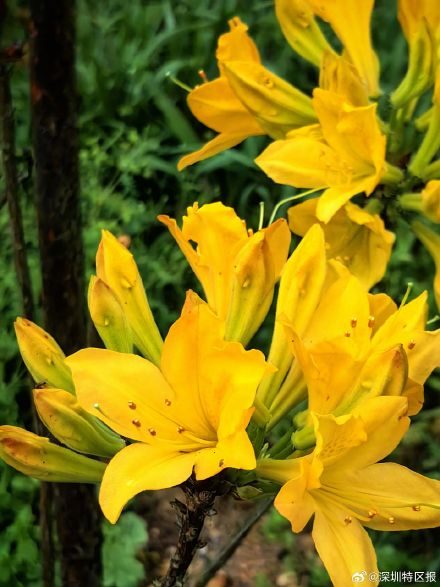 惊艳！梧桐山毛棉杜鹃花开出极致之美