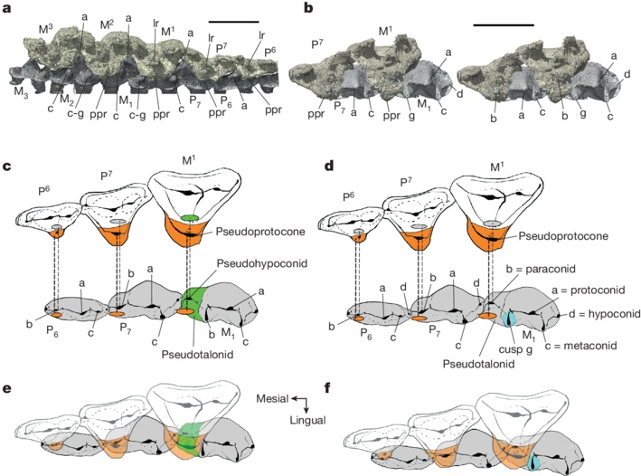 我国科研人员在哺乳动物演化结构方面取得新进展