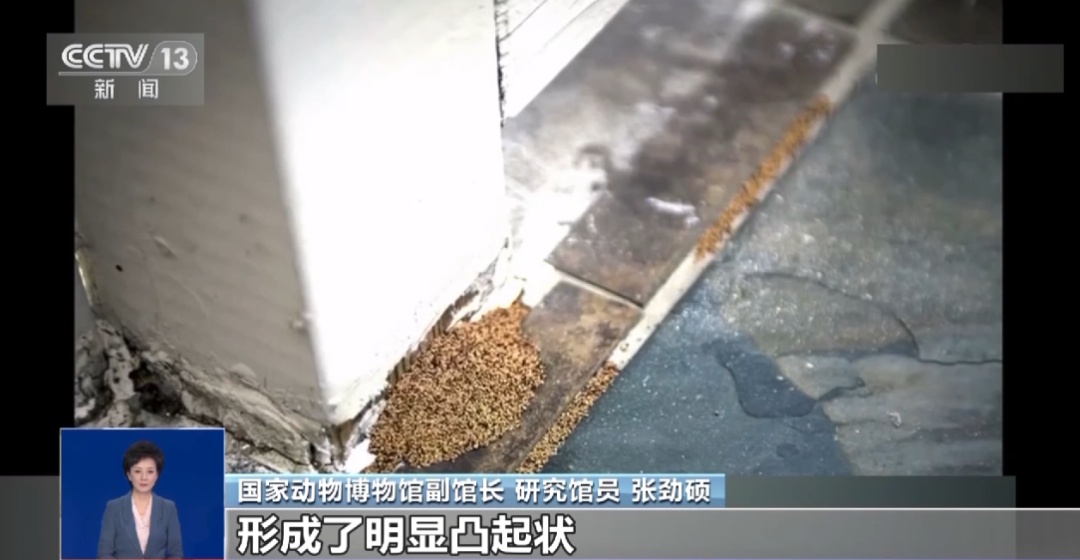 注意！长沙即将开始成群出现！应急措施：放一盆水……