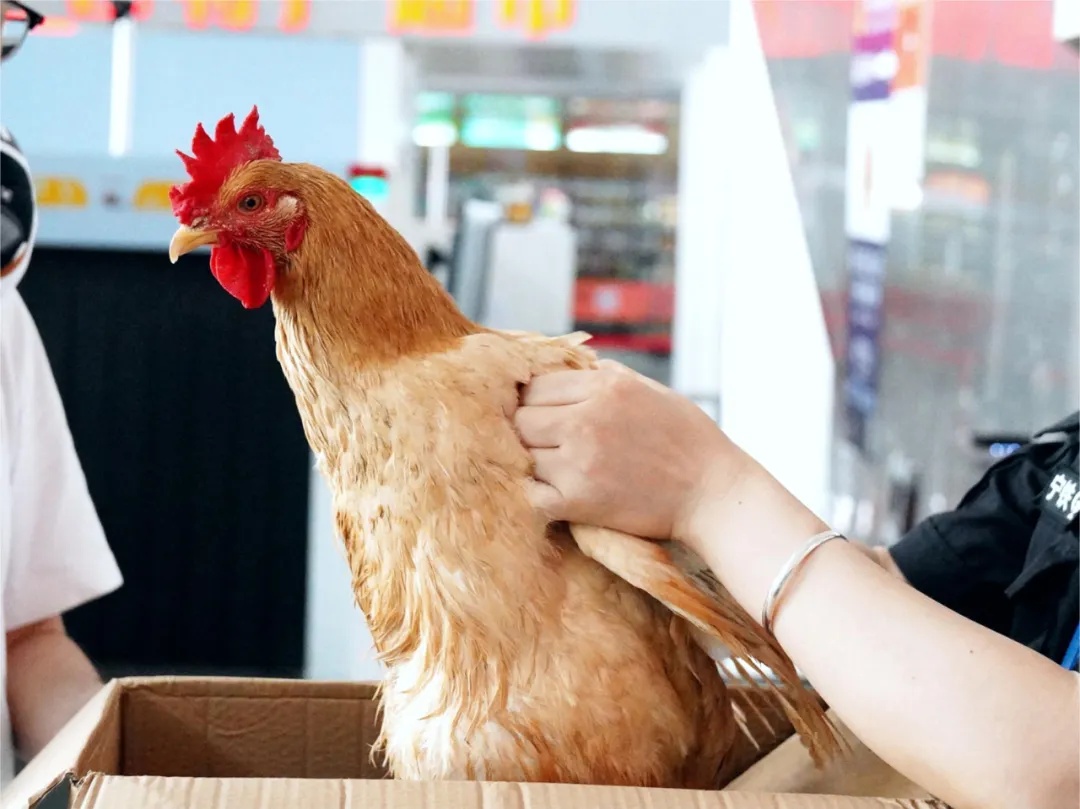 白切鸡、香烛、糯米饭......清明节，这些祭扫物品能带上车吗？