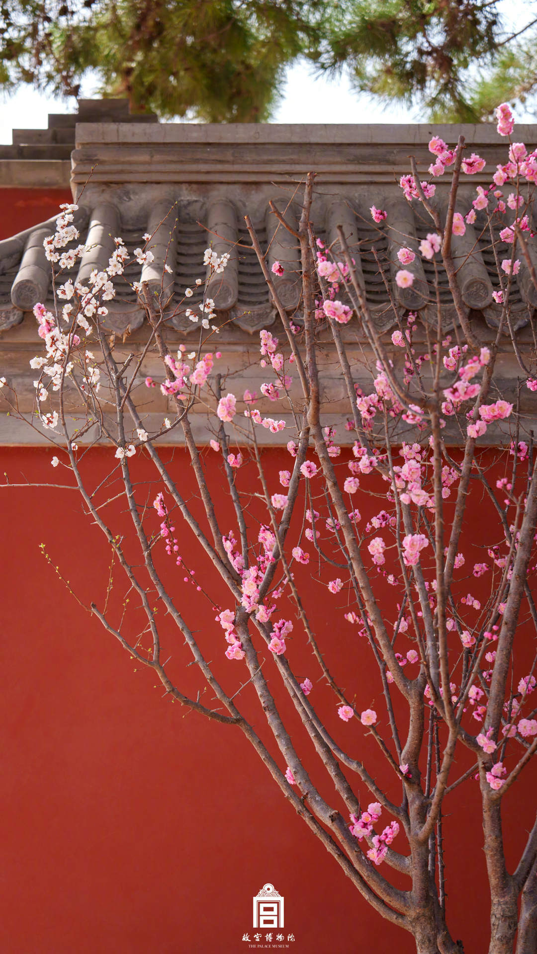 收藏！故宫梅花壁纸上新