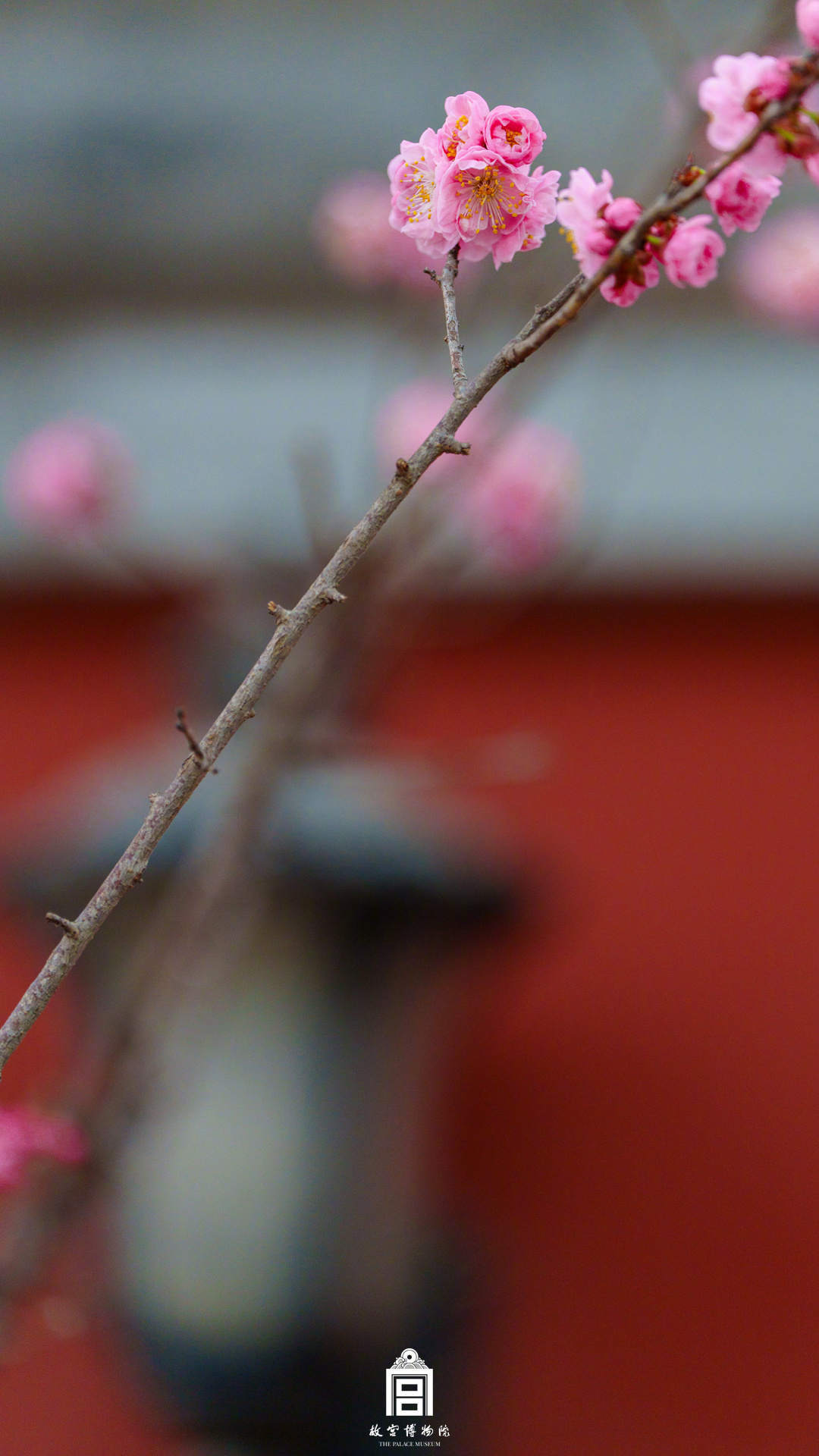 收藏！故宫梅花壁纸上新