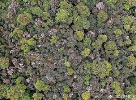 惊艳！梧桐山毛棉杜鹃花开出极致之美