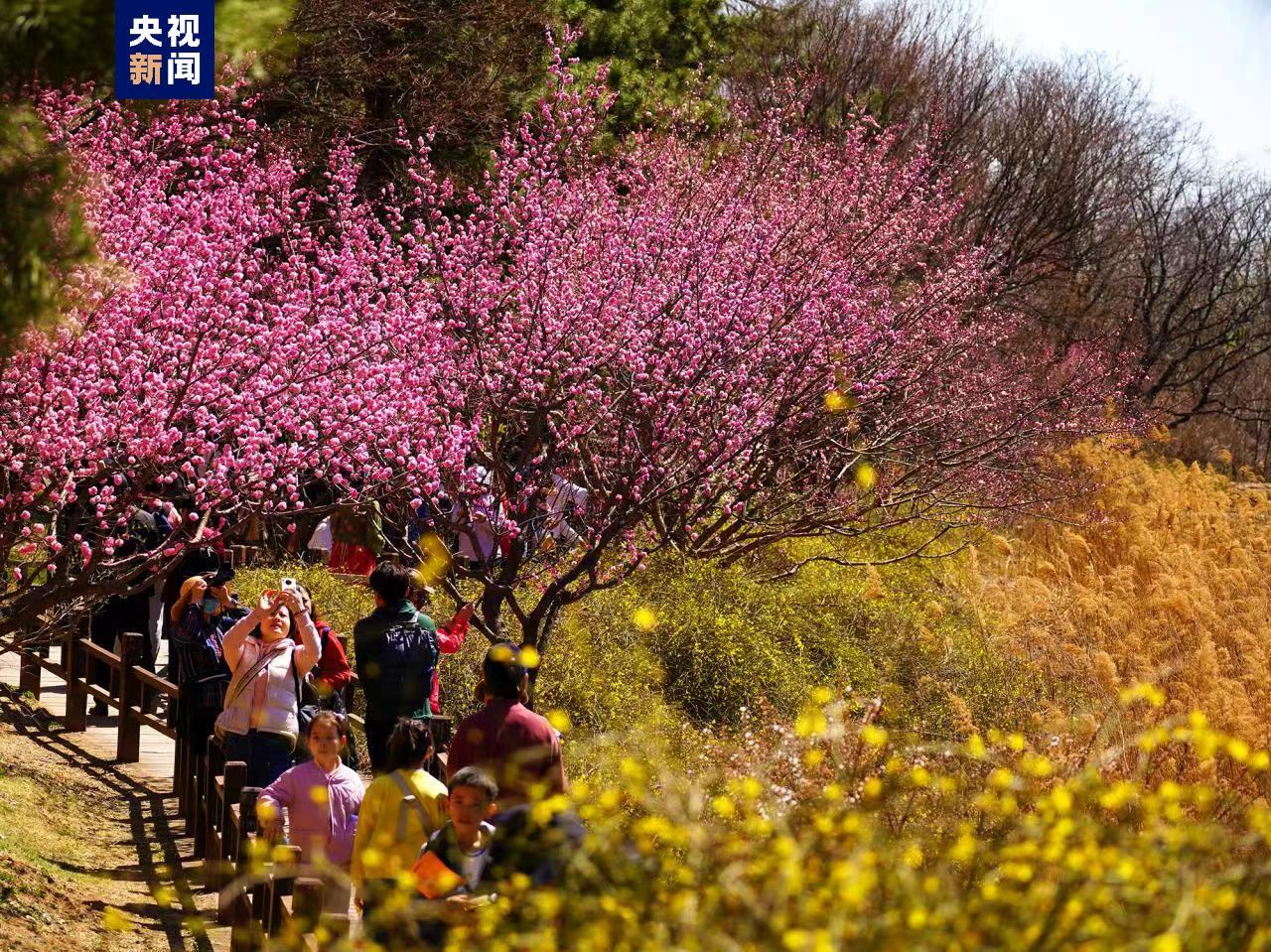 北京市属公园推出35处清明假期赏花踏青场所 北京市属公园推出35处清明假期赏花踏青场所