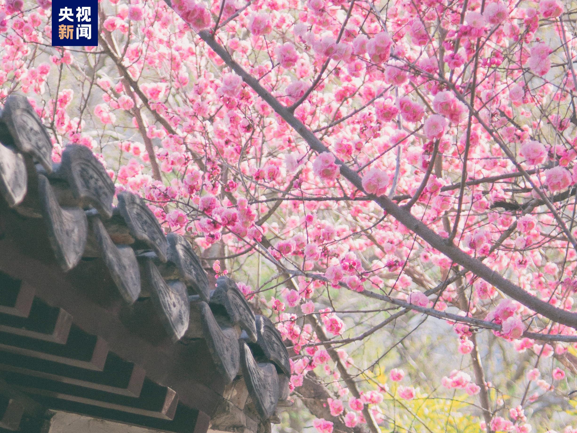 北京市属公园推出35处清明假期赏花踏青场所 北京市属公园推出35处清明假期赏花踏青场所