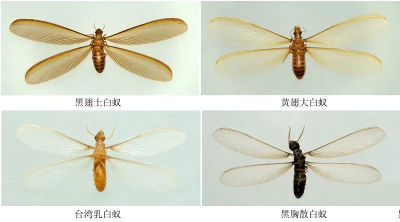 即将成群出现!应急措施:放一盆水 即将成群出现!应急措施:放一盆水