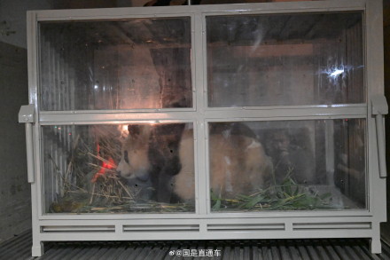 旅韩大熊猫“福宝”顺利回国