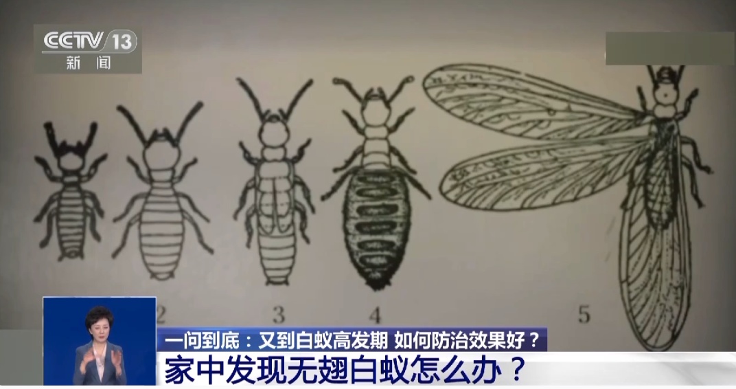 即将成群出现!应急措施:放一盆水 即将成群出现!应急措施:放一盆水