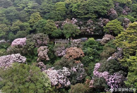 惊艳！梧桐山毛棉杜鹃花开出极致之美