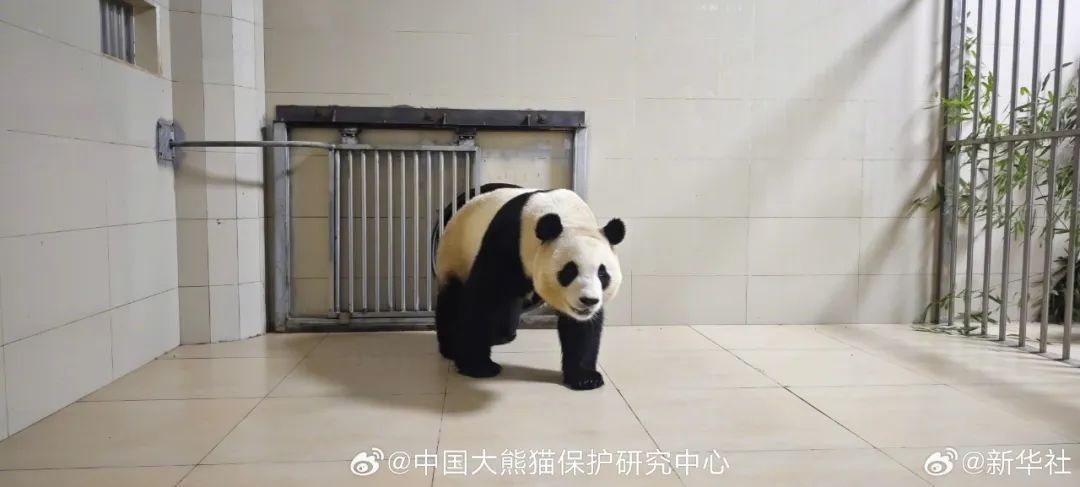 福宝被“戳”引发网友不满？官方回应