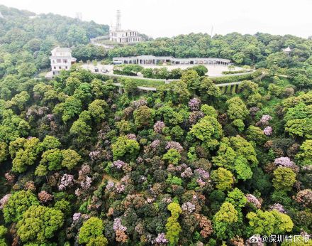 惊艳！梧桐山毛棉杜鹃花开出极致之美