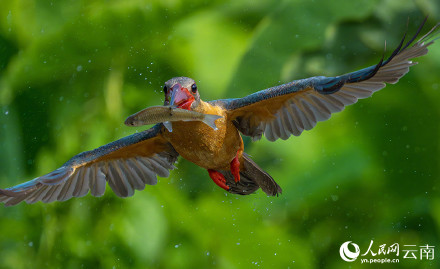 难得一见!红唇鹳嘴翡翠捕鱼特写 难得一见!红唇鹳嘴翡翠捕鱼特写
