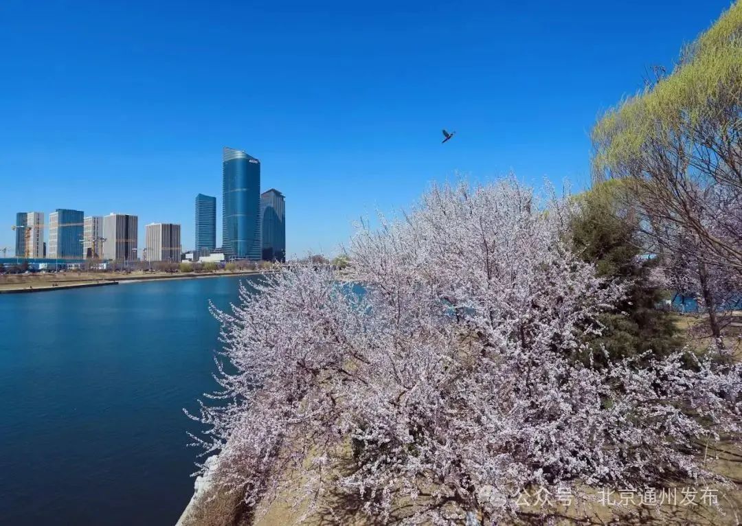 太美啦！北京城市副中心推出三条“赏花+”特色路线！快来打卡~