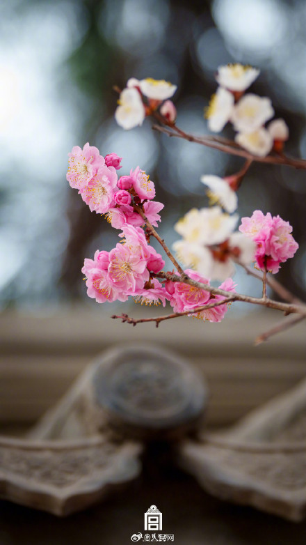 故宫梅花惊艳盛放