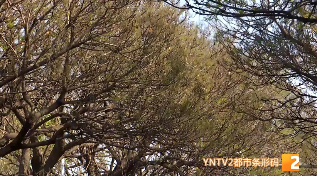 昆明蓝花楹开了？游客专程来打卡，结果……