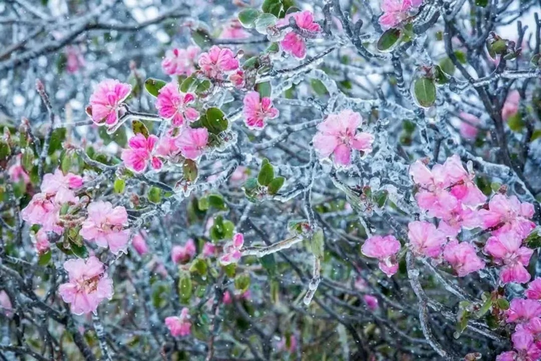 湖北这里下雪了！接下来的天气是→