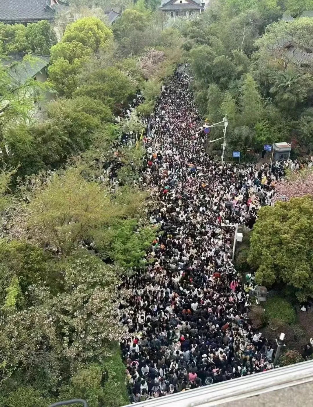 176.8万人！有你吗？