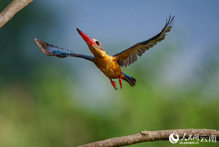 难得一见!红唇鹳嘴翡翠捕鱼特写 难得一见!红唇鹳嘴翡翠捕鱼特写
