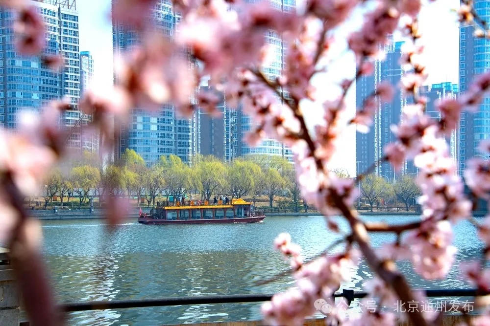太美啦！北京城市副中心推出三条“赏花+”特色路线！快来打卡~